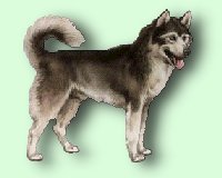 huskey.jpg (7248 bytes)